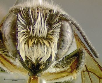Media type: image;   Entomology 610873 Aspect: head frontal view